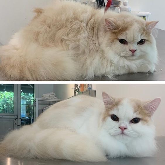 Чому не варто стригти котів?