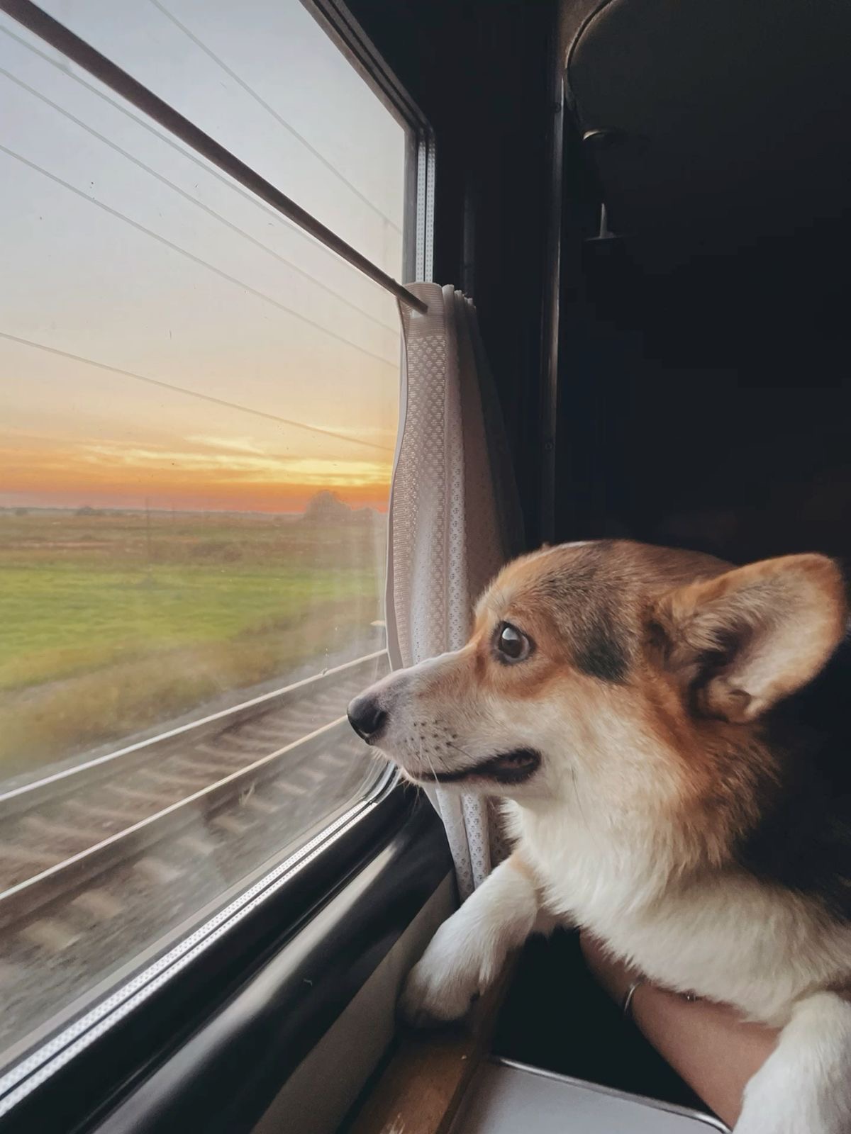 Які потрібно документи для виїзду тваринки закордон?