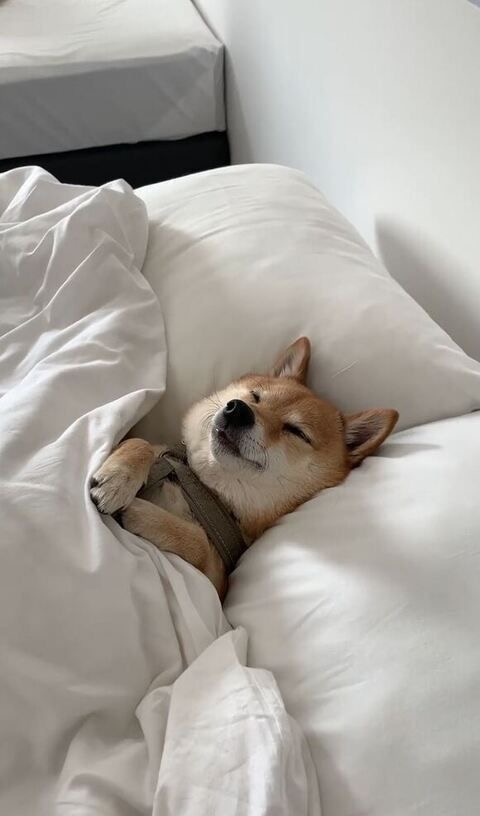 Чому собаки сплять с господарями у ліжку?