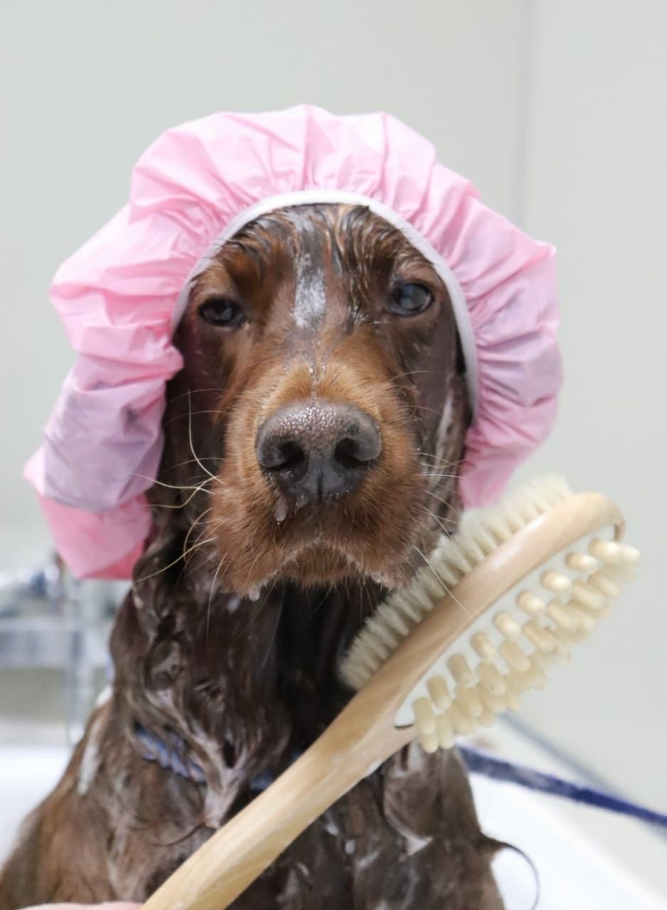 Як обрати шампунь для своєї собаки?