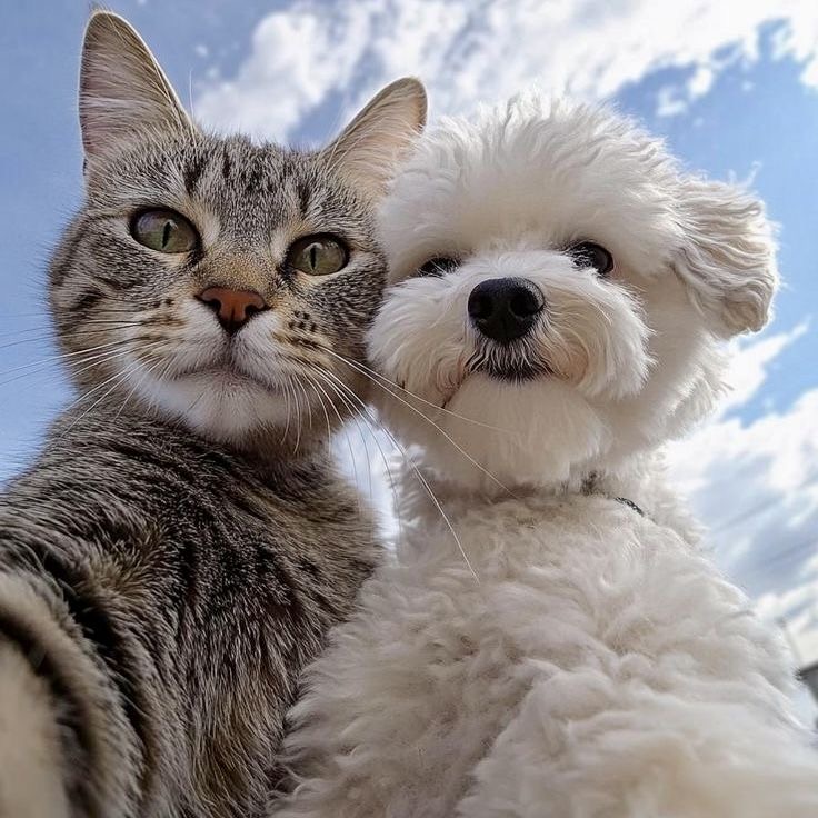 Чому важливо приймати на ГРУМІНГ тільки вакцинованих і з щеплення тварин ?