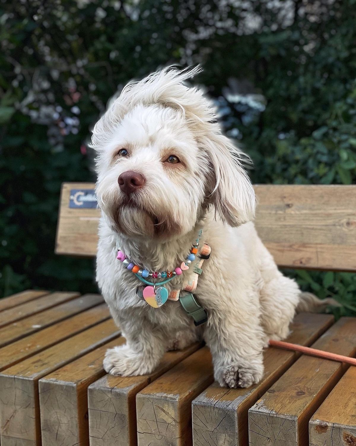 Ковтуни у собак: чому їх не можна ігнорувати.