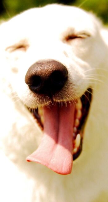 Як собаки бачать світ?